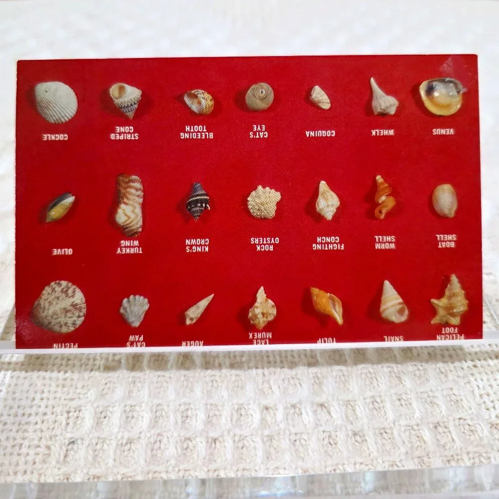 Vintage Collection of Shell Found on Florida Beaches Beckett HSCF63 Postcard UNP